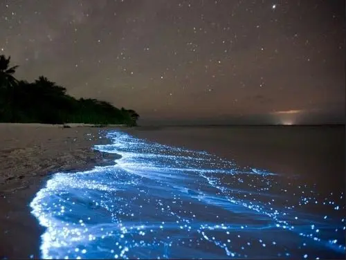 bioluminescent beach jaco